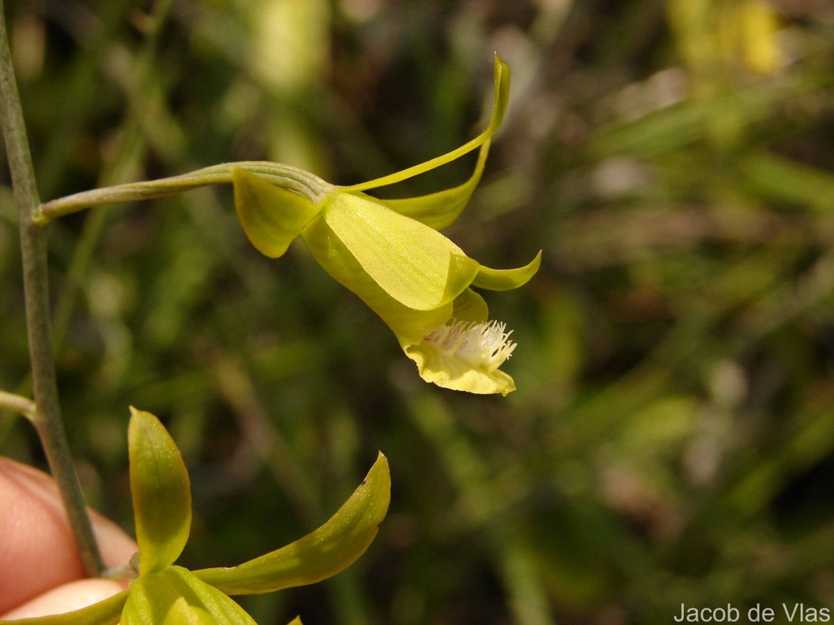 Eulophia epidendraea (J.Koenig ex Retz.) C.E.C.Fisch.